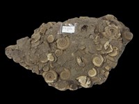 藏品(指菊石)的圖片